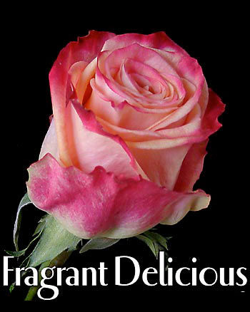 FRAGRANT DELICIOUS COLOMBIAN ROSE FRAGRENT DELICIOUS