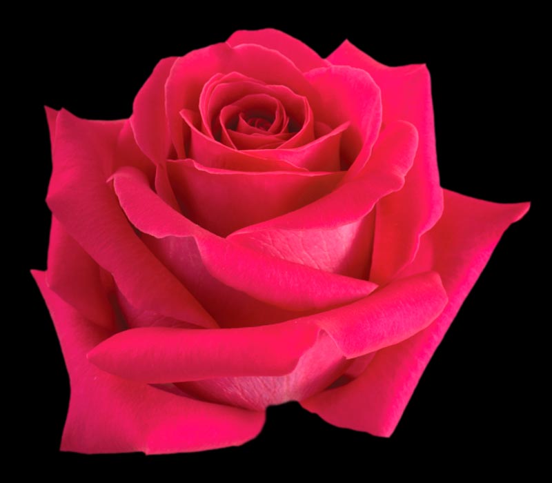 PINK FLOYD COLOMBIAN ROSE